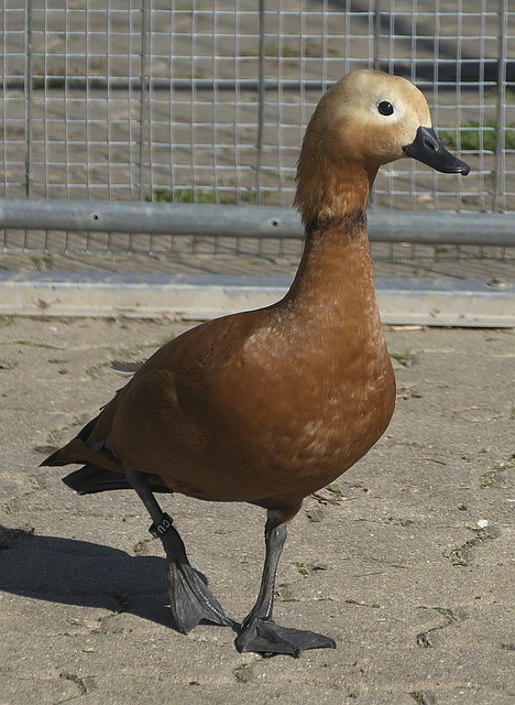 优势