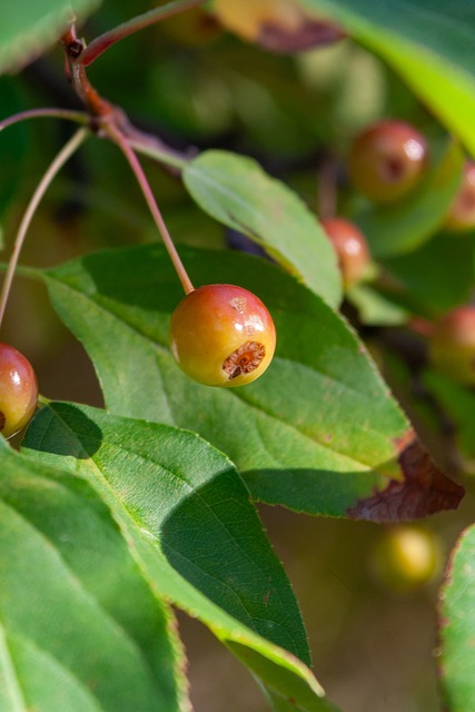 席北京比赛 席北京比赛
