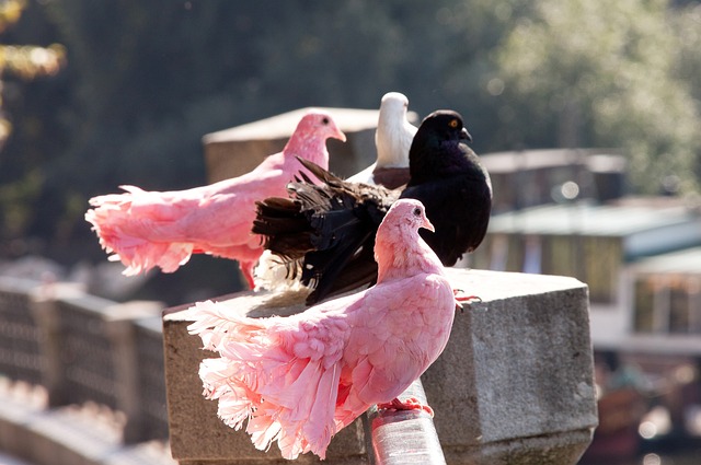 高光表現證 高光表現證